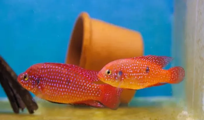 Framed Print : Blood-Red Jewel Cichlid - Hemichromis lifalili