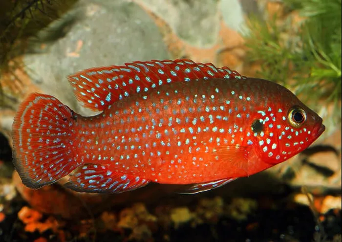 Framed Print : Blood Red Jewel fish, Blood Red Jewel (Hemichromis lifalili), swimming Framed Print : Blood Red Jewel fish, Blood Red Jewel (Hemichromis lifalili), swimming