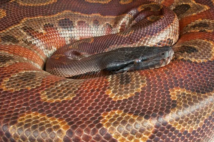 Framed Print : Bloodpython / Python curtus brongersmai Framed Print : Bloodpython / Python curtus brongersmai
