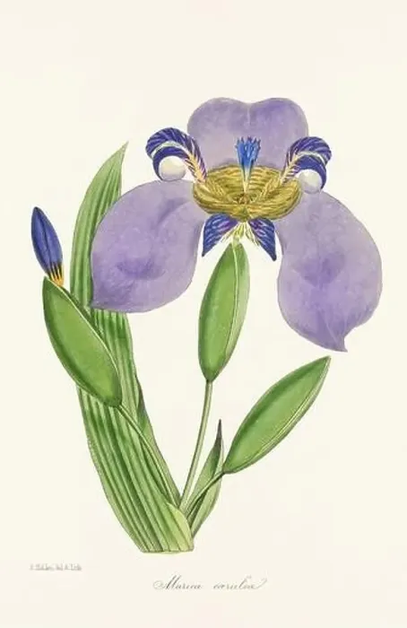 Framed Print : Blooming Blossom: Colorful Botanical Flower Illustration in a Vintage 19th Century Style. Circa 1850 Framed Print : Blooming Blossom: Colorful Botanical Flower Illustration in a Vintage 19th Century Style. Circa 1850
