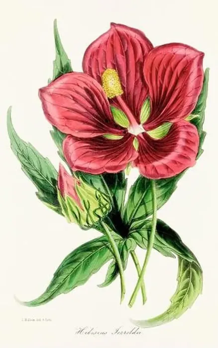 Framed Print : Blooming Blossom: Colorful Botanical Flower Illustration in a Vintage 19th Century Style. Circa 1850 Framed Print : Blooming Blossom: Colorful Botanical Flower Illustration in a Vintage 19th Century Style. Circa 1850