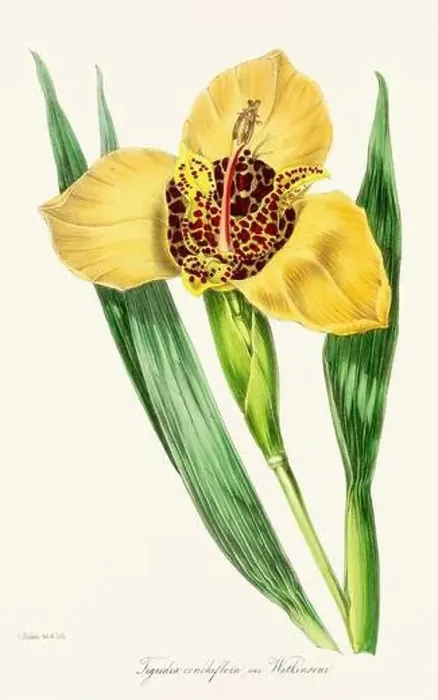 Framed Print : Blooming Blossom: Colorful Botanical Flower Illustration in a Vintage 19th Century Style. Circa 1850 Framed Print : Blooming Blossom: Colorful Botanical Flower Illustration in a Vintage 19th Century Style. Circa 1850