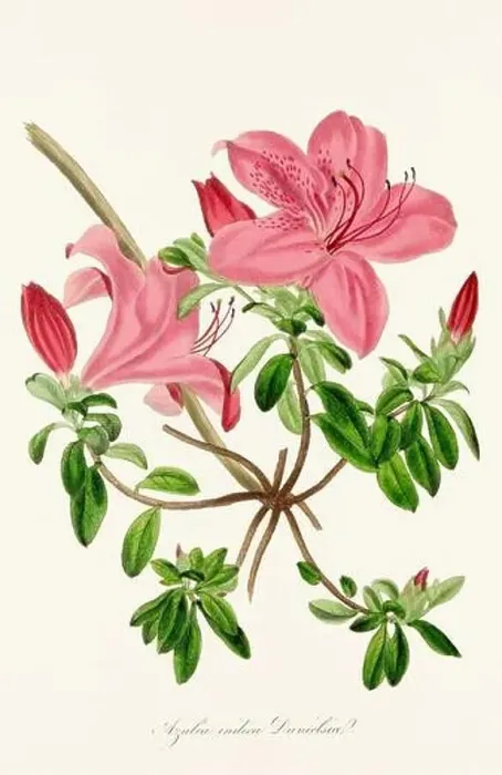 Framed Print : Blooming Blossoms: Colorful Botanical Flower Illustration in a Vintage 19th Century Style. Circa 1850 Framed Print : Blooming Blossoms: Colorful Botanical Flower Illustration in a Vintage 19th Century Style. Circa 1850