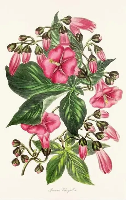 Framed Print : Blooming Blossoms: Colorful Botanical Flower Illustration in a Vintage 19th Century Style. Circa 1850 Framed Print : Blooming Blossoms: Colorful Botanical Flower Illustration in a Vintage 19th Century Style. Circa 1850
