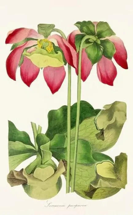 Framed Print : Blooming Blossoms: Colorful Botanical Flower Illustration in a Vintage 19th Century Style. Circa 1850 Framed Print : Blooming Blossoms: Colorful Botanical Flower Illustration in a Vintage 19th Century Style. Circa 1850
