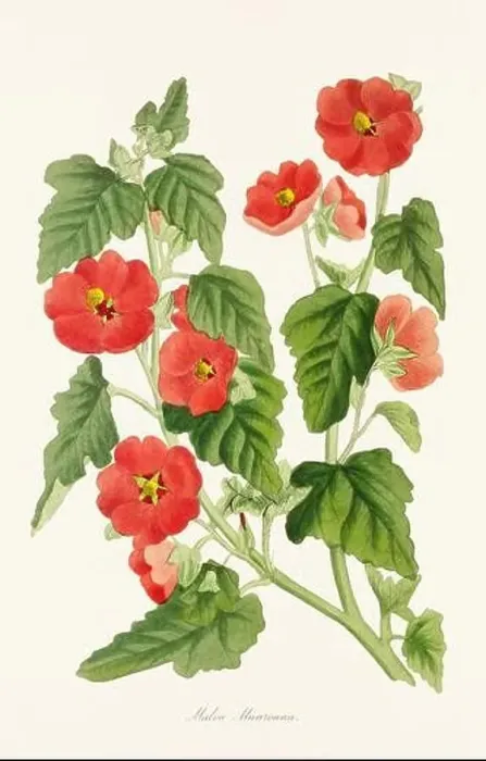 Framed Print : Blooming Blossoms: Colorful Botanical Flower Illustration in a Vintage 19th Century Style. Circa 1850 Framed Print : Blooming Blossoms: Colorful Botanical Flower Illustration in a Vintage 19th Century Style. Circa 1850