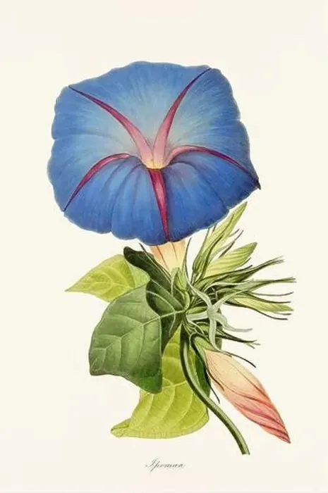 Framed Print : Blooming Blossoms: Colorful Botanical Flower Illustration in a Vintage 19th Century Style. Circa 1850 Framed Print : Blooming Blossoms: Colorful Botanical Flower Illustration in a Vintage 19th Century Style. Circa 1850