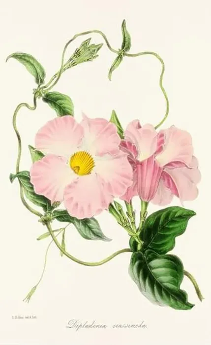 Framed Print : Blooming Blossoms: Colorful Botanical Flower Illustration in a Vintage 19th Century Style. Circa 1850 Framed Print : Blooming Blossoms: Colorful Botanical Flower Illustration in a Vintage 19th Century Style. Circa 1850