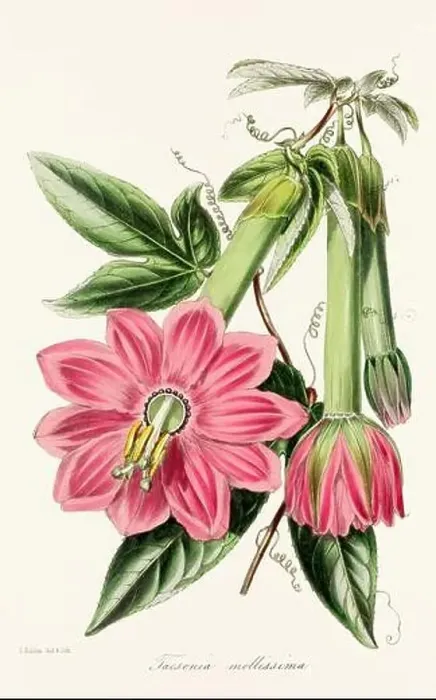Framed Print : Blooming Blossoms: Colorful Botanical Flower Illustration in a Vintage 19th Century Style. Circa 1850 Framed Print : Blooming Blossoms: Colorful Botanical Flower Illustration in a Vintage 19th Century Style. Circa 1850