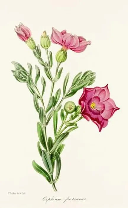 Framed Print : Blooming Blossoms: Colorful Botanical Flower Illustration in a Vintage 19th Century Style. Circa 1850 Framed Print : Blooming Blossoms: Colorful Botanical Flower Illustration in a Vintage 19th Century Style. Circa 1850