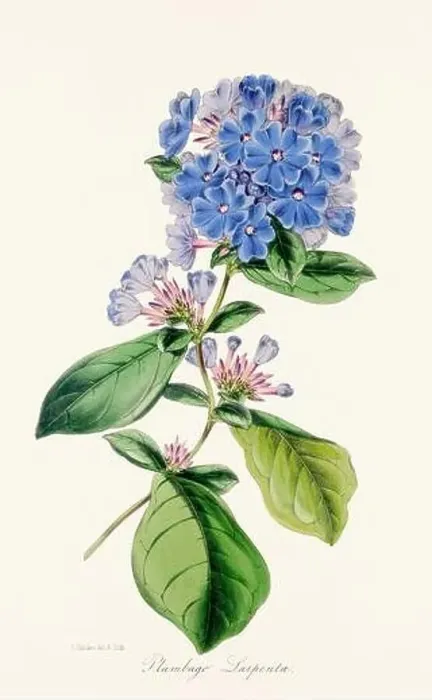 Framed Print : Blooming Blossoms: Colorful Botanical Flower Illustration in a Vintage 19th Century Style. Circa 1850 Framed Print : Blooming Blossoms: Colorful Botanical Flower Illustration in a Vintage 19th Century Style. Circa 1850