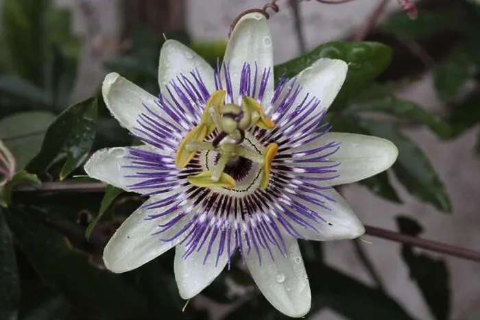 Framed Print : Blooming Bluecrown Passion Flower (Passiflora caerulea) in a garden at; Recklinghausen, Germany Framed Print : Blooming Bluecrown Passion Flower (Passiflora caerulea) in a garden at; Recklinghausen, Germany