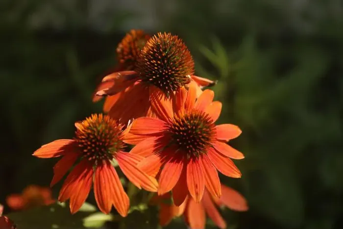 Framed Print : Blooming Echinacea Sombrero Adobe Orange flowers Framed Print : Blooming Echinacea Sombrero Adobe Orange flowers
