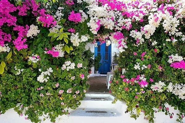Blooming flowers in Kritinia village, Rhodes Island, Greek Dodecanese