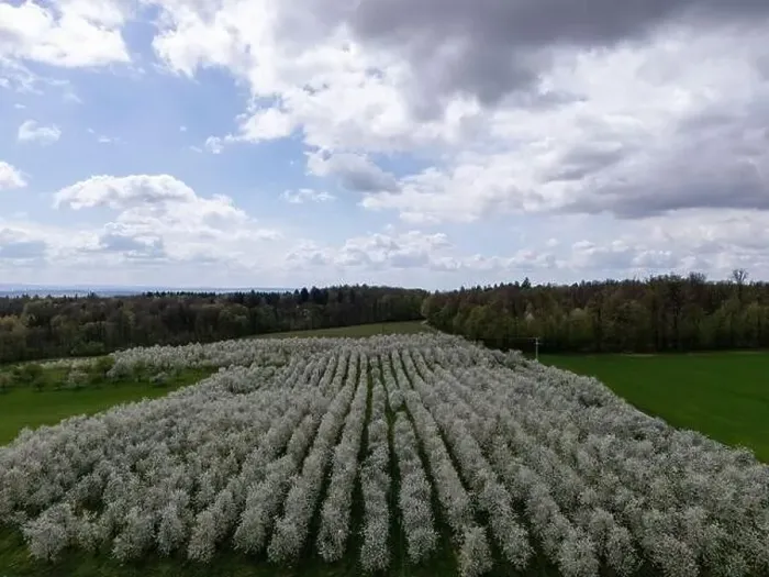 Framed Print : Blooming fruit trees and fields shot with drone in spring Framed Print : Blooming fruit trees and fields shot with drone in spring