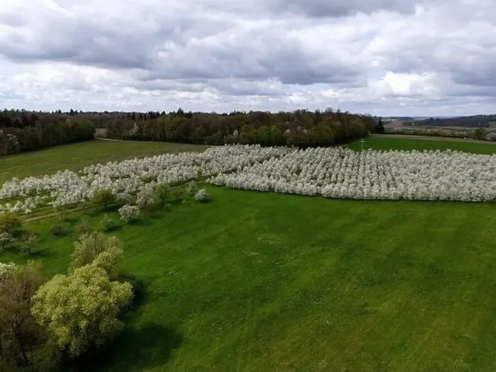 Framed Print : Blooming fruit trees and fields shot with drone in spring Framed Print : Blooming fruit trees and fields shot with drone in spring