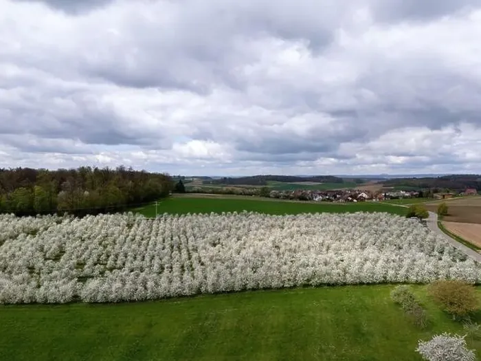 Framed Print : Blooming fruit trees and fields shot with drone in spring Framed Print : Blooming fruit trees and fields shot with drone in spring