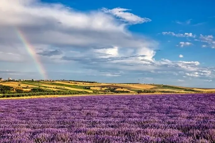 Framed Print : Blooming lavender create a stunningly beautiful landscape in Mesimeri Thessaloniki, reminiscent of a painting Framed Print : Blooming lavender create a stunningly beautiful landscape in Mesimeri Thessaloniki, reminiscent of a painting
