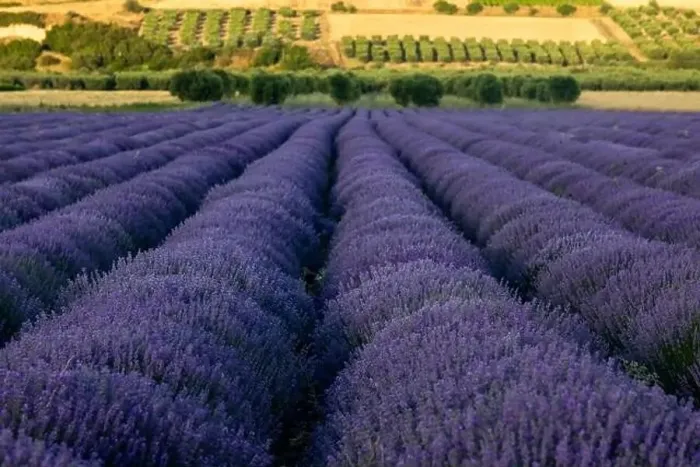 Framed Print : Blooming lavender create a stunningly beautiful landscape in Mesimeri Thessaloniki, reminiscent of a painting Framed Print : Blooming lavender create a stunningly beautiful landscape in Mesimeri Thessaloniki, reminiscent of a painting