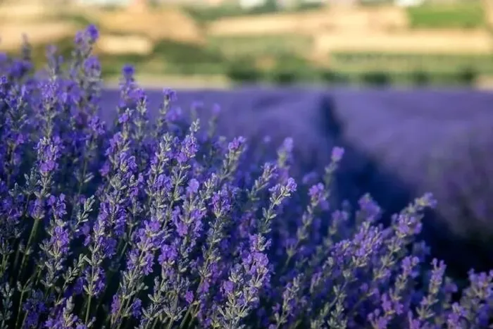 Framed Print : Blooming lavender create a stunningly beautiful landscape in Mesimeri Thessaloniki, reminiscent of a painting Framed Print : Blooming lavender create a stunningly beautiful landscape in Mesimeri Thessaloniki, reminiscent of a painting