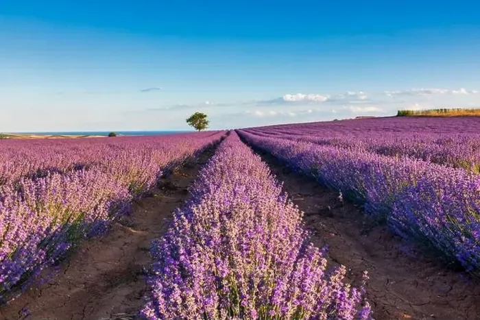 Framed Print : Blooming lavender create a stunningly beautiful landscape in Mesimeri Thessaloniki, reminiscent of a painting Framed Print : Blooming lavender create a stunningly beautiful landscape in Mesimeri Thessaloniki, reminiscent of a painting