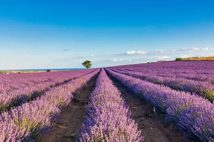 Framed Print : Blooming lavender create a stunningly beautiful landscape in Mesimeri Thessaloniki, reminiscent of a painting