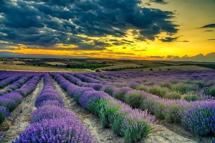 Framed Print : Blooming lavender create a stunningly beautiful landscape in Mesimeri Thessaloniki, reminiscent of a painting Framed Print : Blooming lavender create a stunningly beautiful landscape in Mesimeri Thessaloniki, reminiscent of a painting