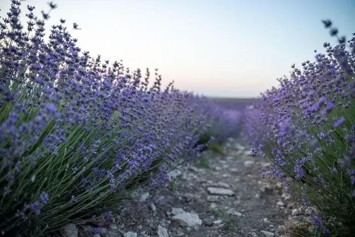 Framed Print : Blooming lavender field. Beautiful purple flowers. Regional organic cultivation Framed Print : Blooming lavender field. Beautiful purple flowers. Regional organic cultivation