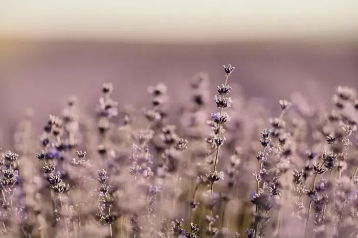 Framed Print : Blooming lavender field. Beautiful purple flowers. Regional organic cultivation Framed Print : Blooming lavender field. Beautiful purple flowers. Regional organic cultivation