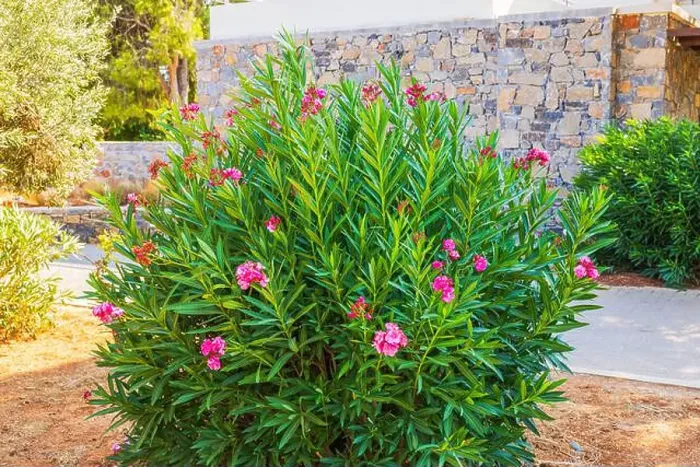 Framed Print : Blooming oleander pink flowers on green bush near stone wall in sunny garden. Greece Framed Print : Blooming oleander pink flowers on green bush near stone wall in sunny garden. Greece