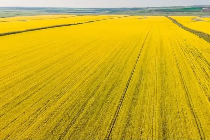 Framed Print : Blooming rapeseed field with evening light. Aerial view with yellow field textures