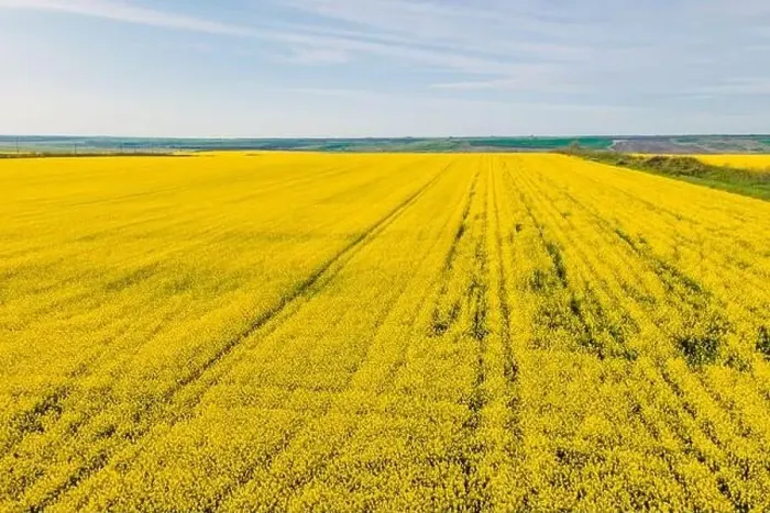 Framed Print : Blooming rapeseed field with sunlight. Aerial drone view with yellow field Framed Print : Blooming rapeseed field with sunlight. Aerial drone view with yellow field