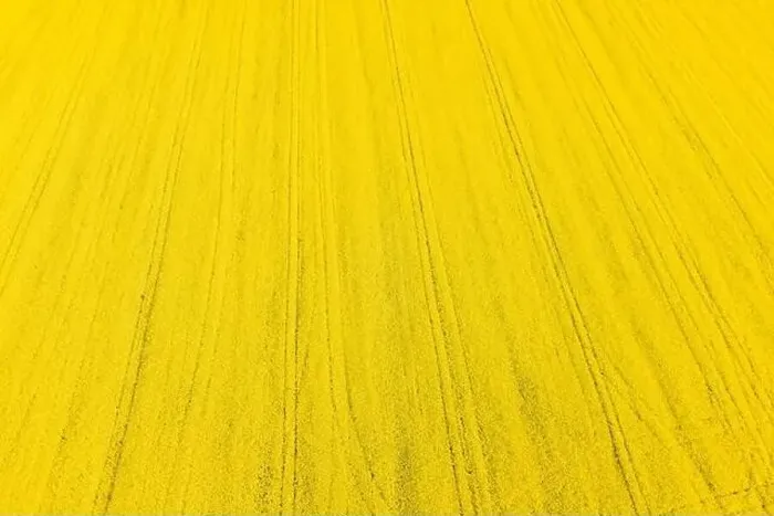 Framed Print : Blooming rapeseed field with sunset light. Yellow background from Aerial view Framed Print : Blooming rapeseed field with sunset light. Yellow background from Aerial view