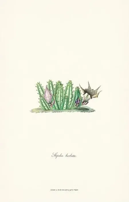 Framed Print : Blooming Stapelia Framed Print : Blooming Stapelia