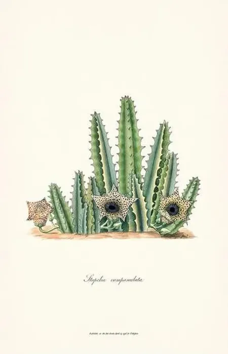 Framed Print : Blooming Stapelia Framed Print : Blooming Stapelia