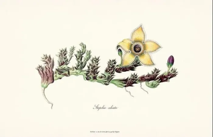 Framed Print : Blooming Stapelia Framed Print : Blooming Stapelia