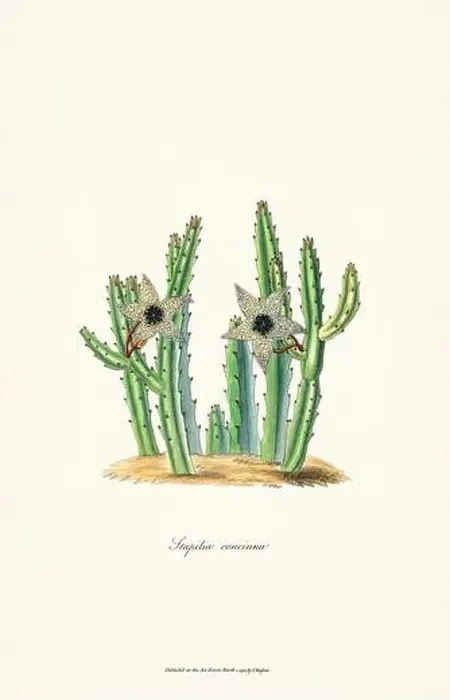 Framed Print : Blooming Stapelia Framed Print : Blooming Stapelia