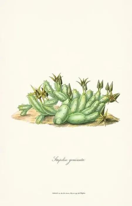 Framed Print : Blooming Stapelia Framed Print : Blooming Stapelia