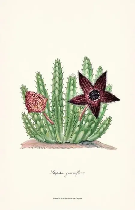 Framed Print : Blooming Stapelia Framed Print : Blooming Stapelia