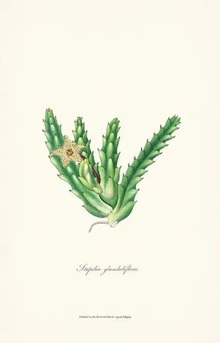 Framed Print : Blooming Stapelia Framed Print : Blooming Stapelia