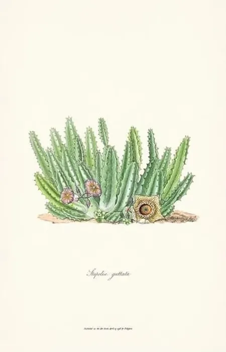 Framed Print : Blooming Stapelia Framed Print : Blooming Stapelia