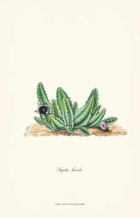 Framed Print : Blooming Stapelia Framed Print : Blooming Stapelia