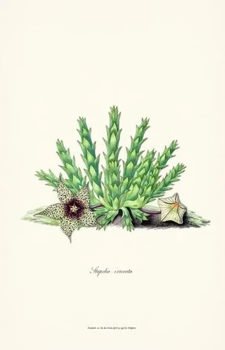 Framed Print : Blooming Stapelia Framed Print : Blooming Stapelia