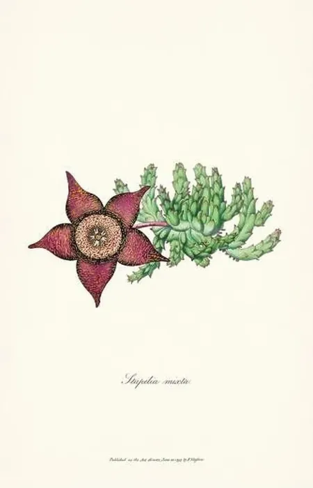 Framed Print : Blooming Stapelia Framed Print : Blooming Stapelia