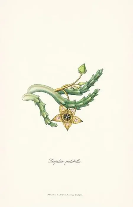 Framed Print : Blooming Stapelia Framed Print : Blooming Stapelia