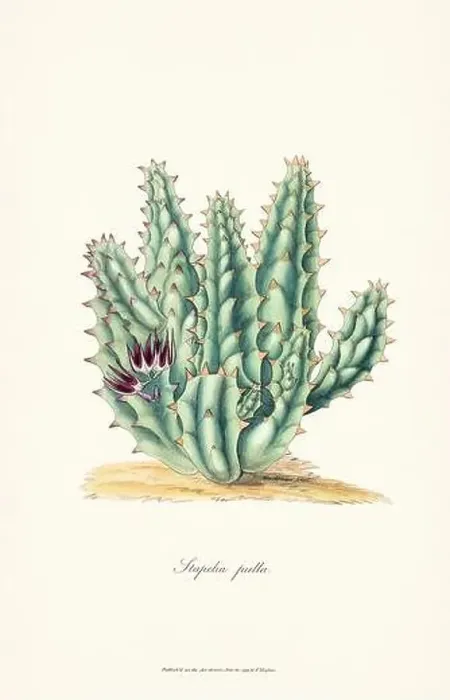 Framed Print : Blooming Stapelia Framed Print : Blooming Stapelia