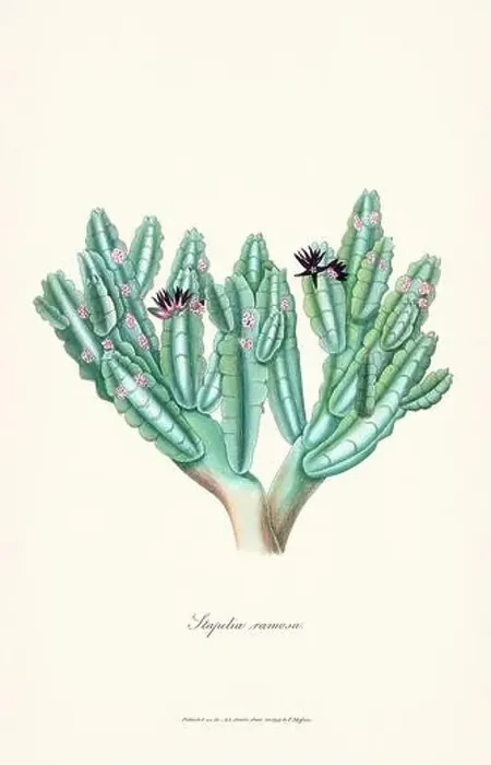 Framed Print : Blooming Stapelia Framed Print : Blooming Stapelia