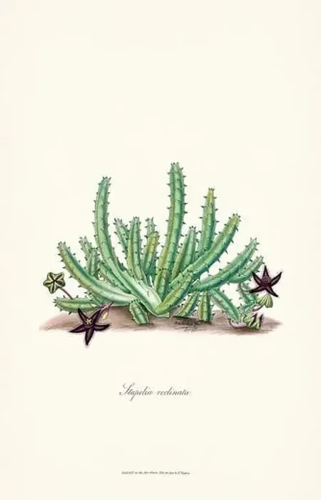 Framed Print : Blooming Stapelia Framed Print : Blooming Stapelia
