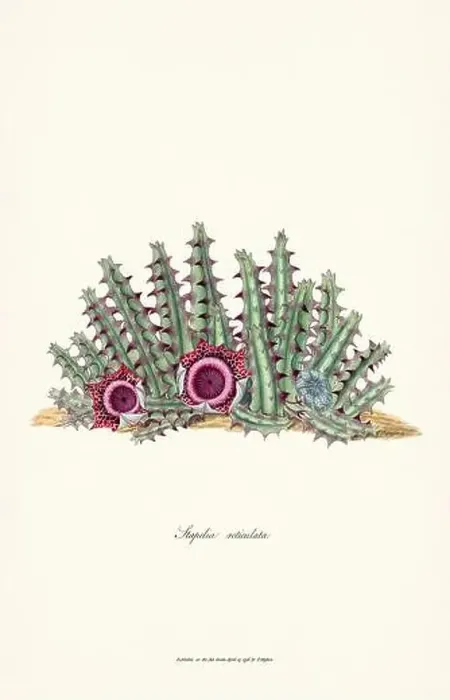 Framed Print : Blooming Stapelia Framed Print : Blooming Stapelia