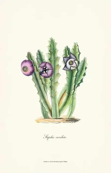 Framed Print : Blooming Stapelia Framed Print : Blooming Stapelia
